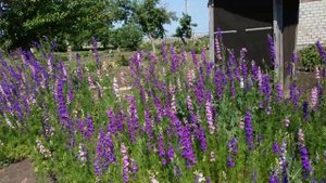 ДЕЛЬФИНИУМ САМОСЕВ НА МОЁМ УЧАСТКЕ.