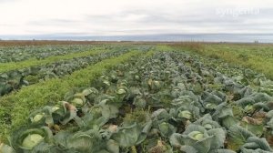 Капуста Килафокс F1 – сильный гибрид, стабильный урожай