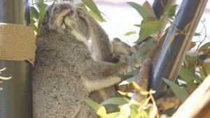 How Koala Gives Birth To Twin Cute Babies