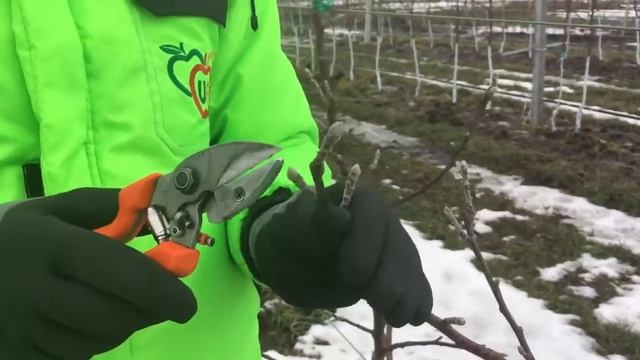 ХИТРОСТИ ОБРЕЗКИ RED DELICIOUS