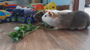 Петрушка для морской свинки