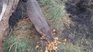 Венгерская мангалица в два месяца.