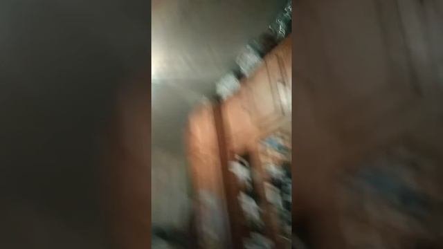 Мое новое домашние животные!