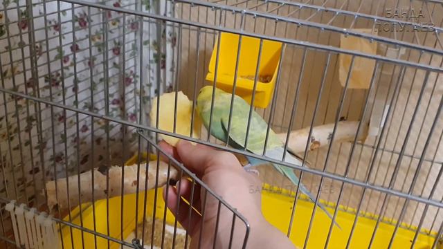 Птичка смелеет || 20й день приручения волнистика || Вечер