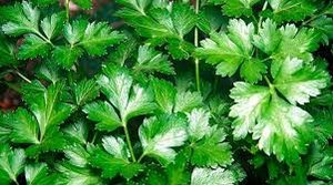 петрушка в типлице на даче. Сибирь Братск Крутой дачник