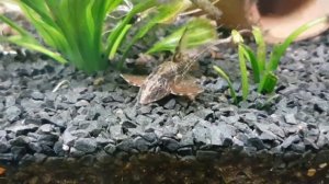 Новые жители. Лорикария красная L010a