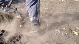 Выкапывание картофеля мотокультиватором