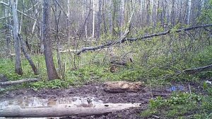 Животные Южного Урала. Заяц.