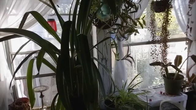 Amaryllis Its Time For Getting Ready For Winter Blooms смотреть онлайн