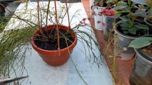 Русселия, Саженцы Русселии