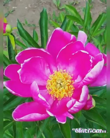 rose       пиономания