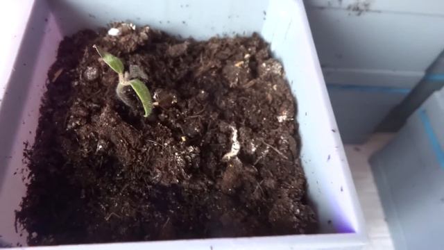 Пересадка выживших растений из самокрутки пеленки улитке в землю