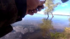 Судак на Оби жадно хватает живца. Задача выполнена, судак пойман!