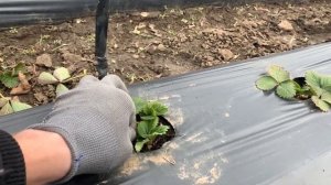 ЗАЧИСТКА КЛУБНИКИ ВЕСНОЙ | Когда начинать чистить клубнику?