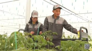 Тепличный комплекс Северной Кореи