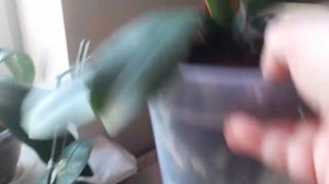 Уход за орхидеей в двойном горшке.Главное правильно полить.