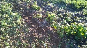 Прополка междурядий малины и ежевики минитрактором