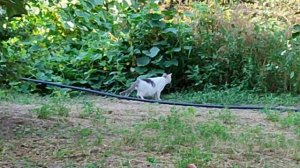 Соседские коты устроили общественный туалет у меня на участке в деревне