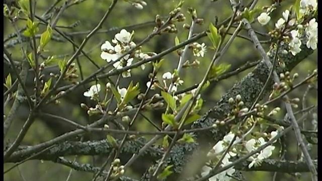 Благодатная Оптина.  Старчество.