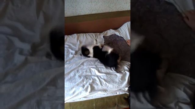 Счастливая история собаки из приюта Лоран смотреть онлайн