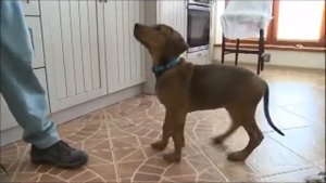 Как научить двухмесячного щенка выполнять команду "Сидеть, ждать"