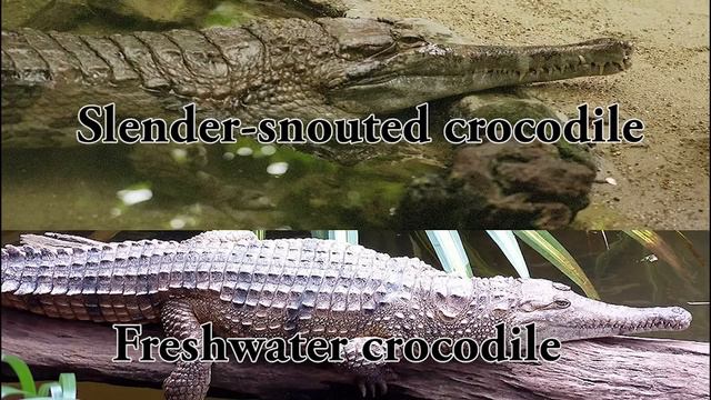 The Differences Between Crocodilians