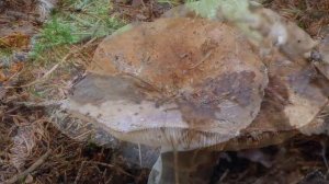 Подгруздок черный