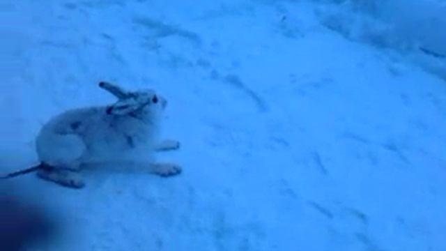 Поймали Заица смотреть онлайн