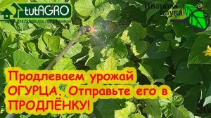 ПРОДЛЁНКА ДЛЯ ОГУРЦА. Один раз опрыскал - и огурцы снова все в завязях! Мощное средство для урожая.