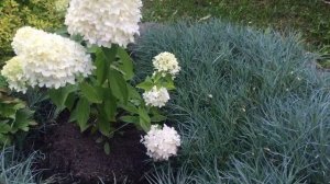 ЛЮБИМЫЙ САД в конце августа. Обзор сада и гортензий.