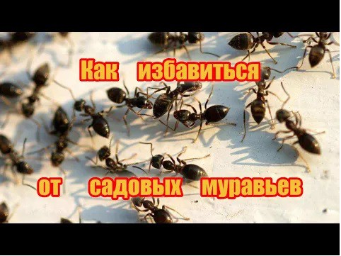 Как за 10 минут избавиться от муравьев на садовом участке и огороде