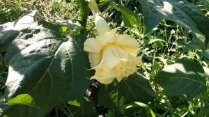 Датура Балерина, первый махровый цветок