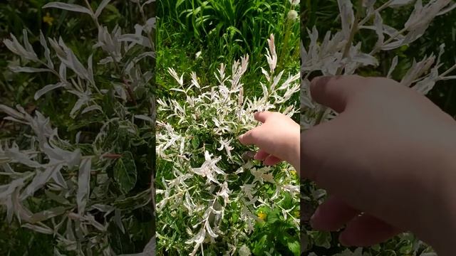 Формирование кроны ивы Хакуро-нишики после экстремальной стрижки. Часть 2 смотреть онлайн