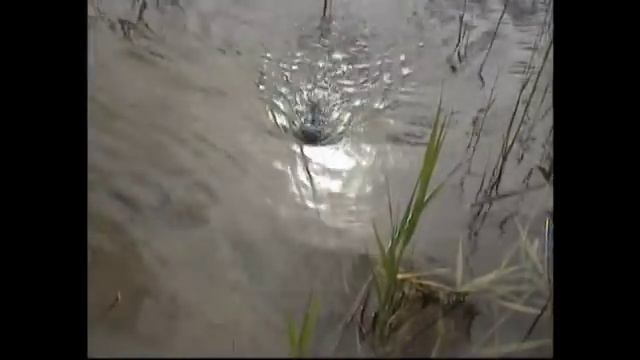 ? Как научить котенка плавать? Запросто! смотреть онлайн