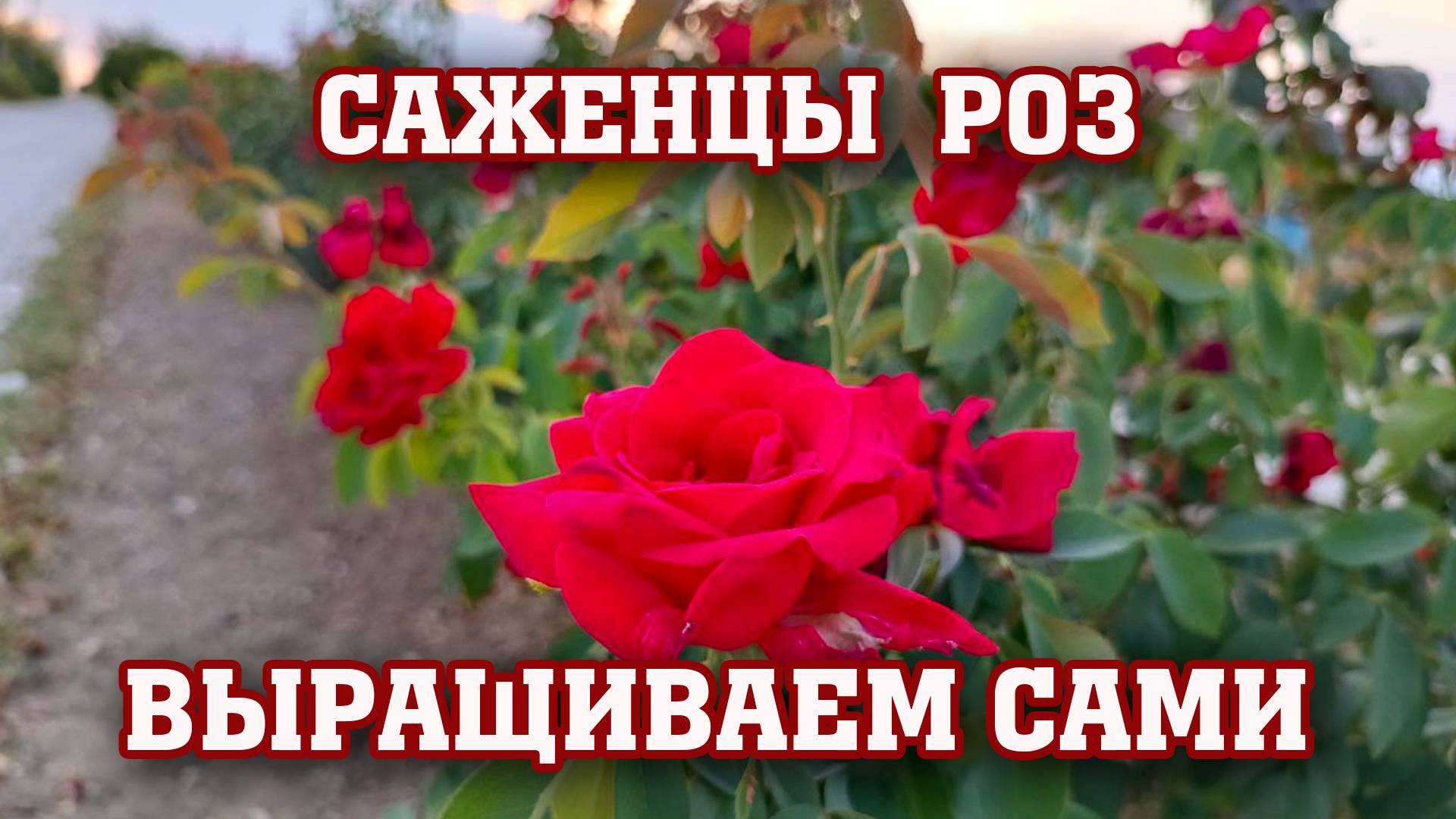 МАСТЕР-КЛАСС по выращиванию саженцев роз за 15 мин смотреть онлайн