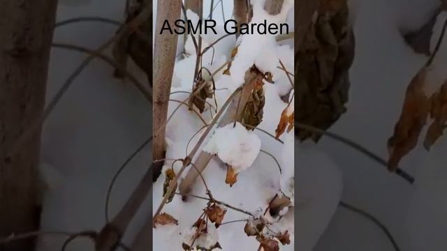 асмр в саду без слов #Shorts