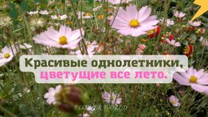 Красивые однолетники, цветущие все лето.?