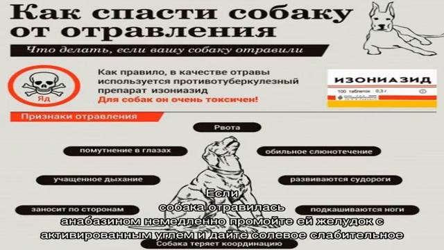 Отравление у собаки: причины, симптомы, лечение, профилактика смотреть онлайн