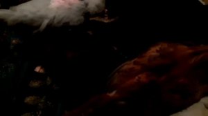 Мешанку для цыплят делаю сама..avi