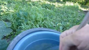Профилактика вершинной гнили у кабачков, поможет сохранить урожай.