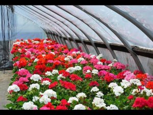 ТЕПЛИЦА ТЕРМОС  и другие ТЕПЛИЦЫ СВОИМИ РУКАМИ