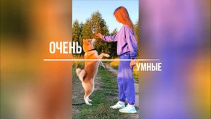 Порода Акита: Тайны, которые вы никогда не знали
