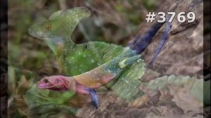 #3769. Ящерицы, игуаны и вараны (В мире животных)