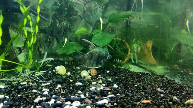 Скалярия Зеленый Мрамор / Pterophyllum scalare
