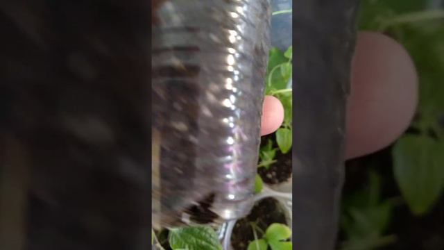 Клематисы, зимнее укоренение. Продолжение следует смотреть онлайн