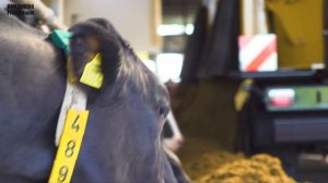 Biggest Feed mixer in Europe | USA Equipment | Vreba Dairy | Loading, mixing and feeding the cows X