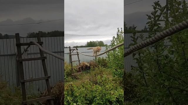 Черныш и Рыжик молодцы ребята умные котята ? смотреть онлайн