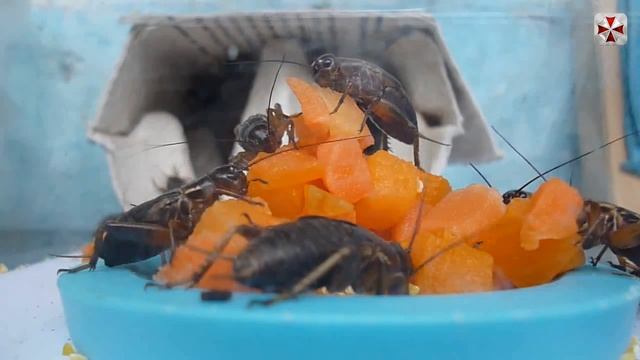 черные сверчки поедают морковь с тыквой смотреть онлайн