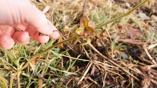Розы в Ноябре В Сибири начали расти. Ошибка в обрезке. Когда нужно обрезать РОЗЫ к зиме смотреть онлайн