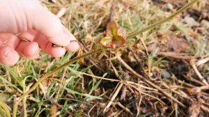 Розы в Ноябре В Сибири начали расти. Ошибка в обрезке. Когда нужно обрезать РОЗЫ к зиме